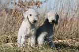 BEDLINGTON TERRIER 146